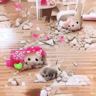 Cute Destruction