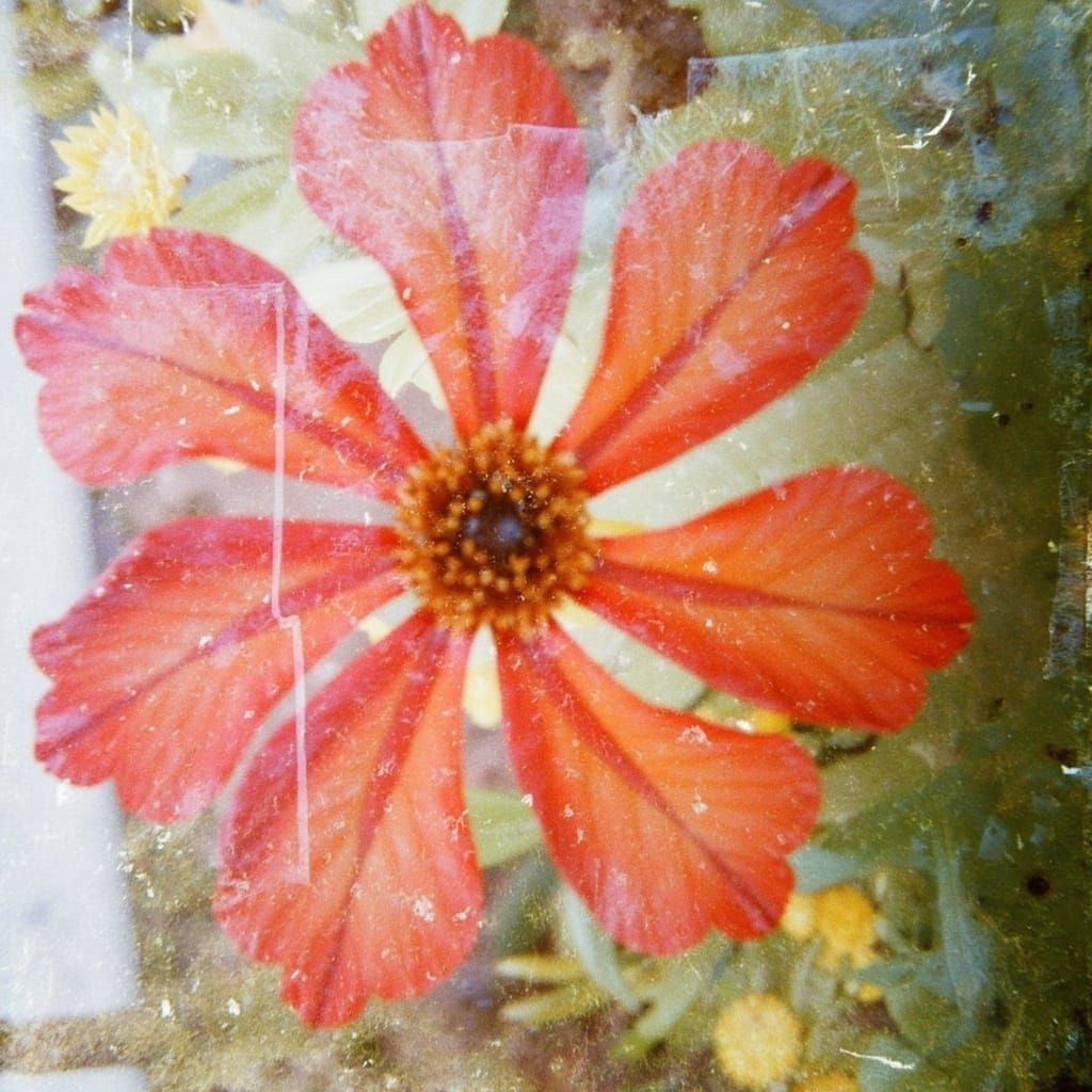 <lora:doublxposefilmglitch:1.0> by Gerhard Richter, photogram of foliage, rayograph of flowers, Sigmar Polke, Ana Mendieta