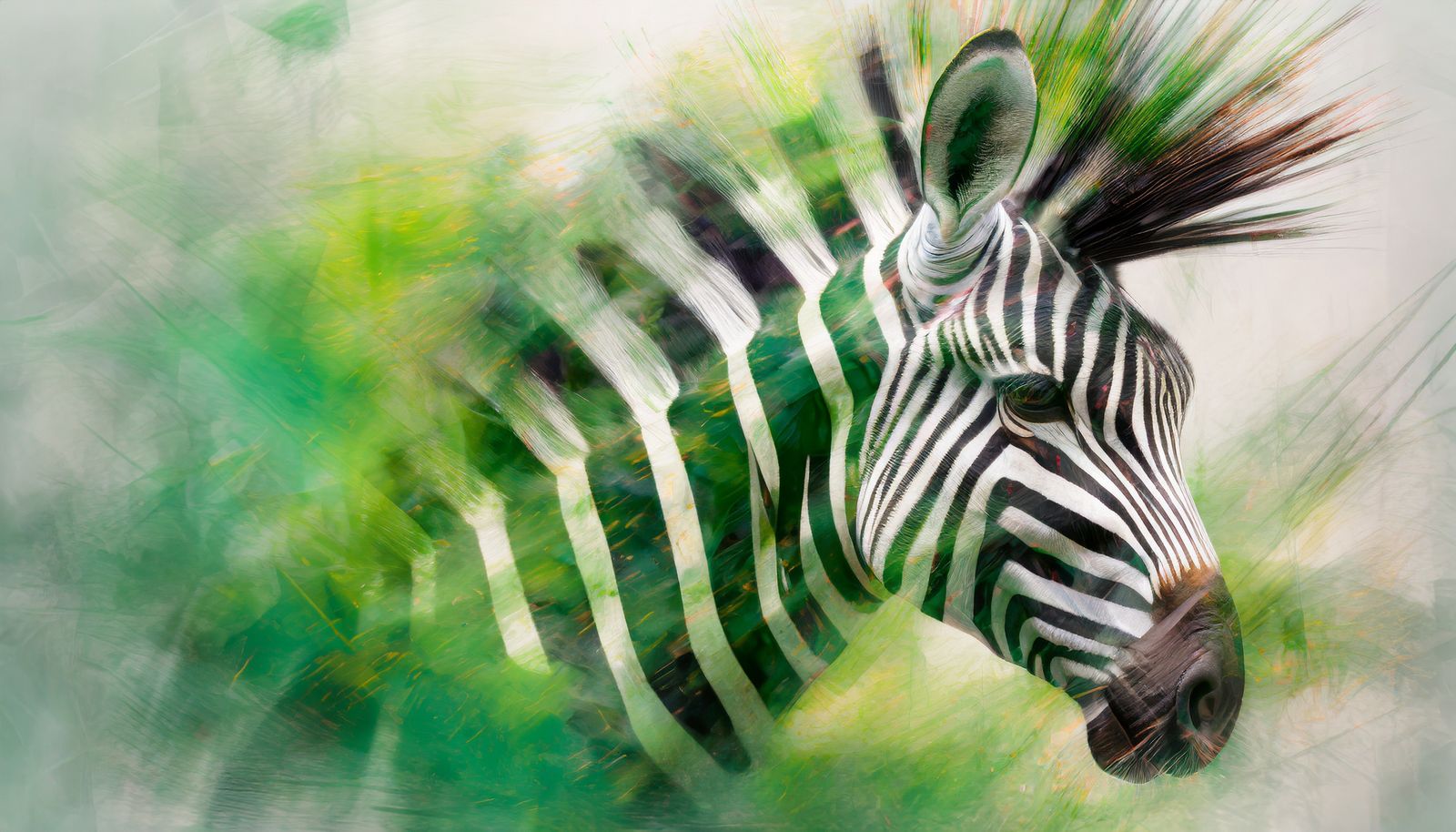 zebra
