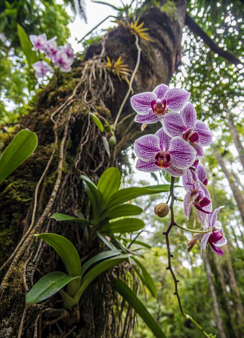Orchids in the Amazon