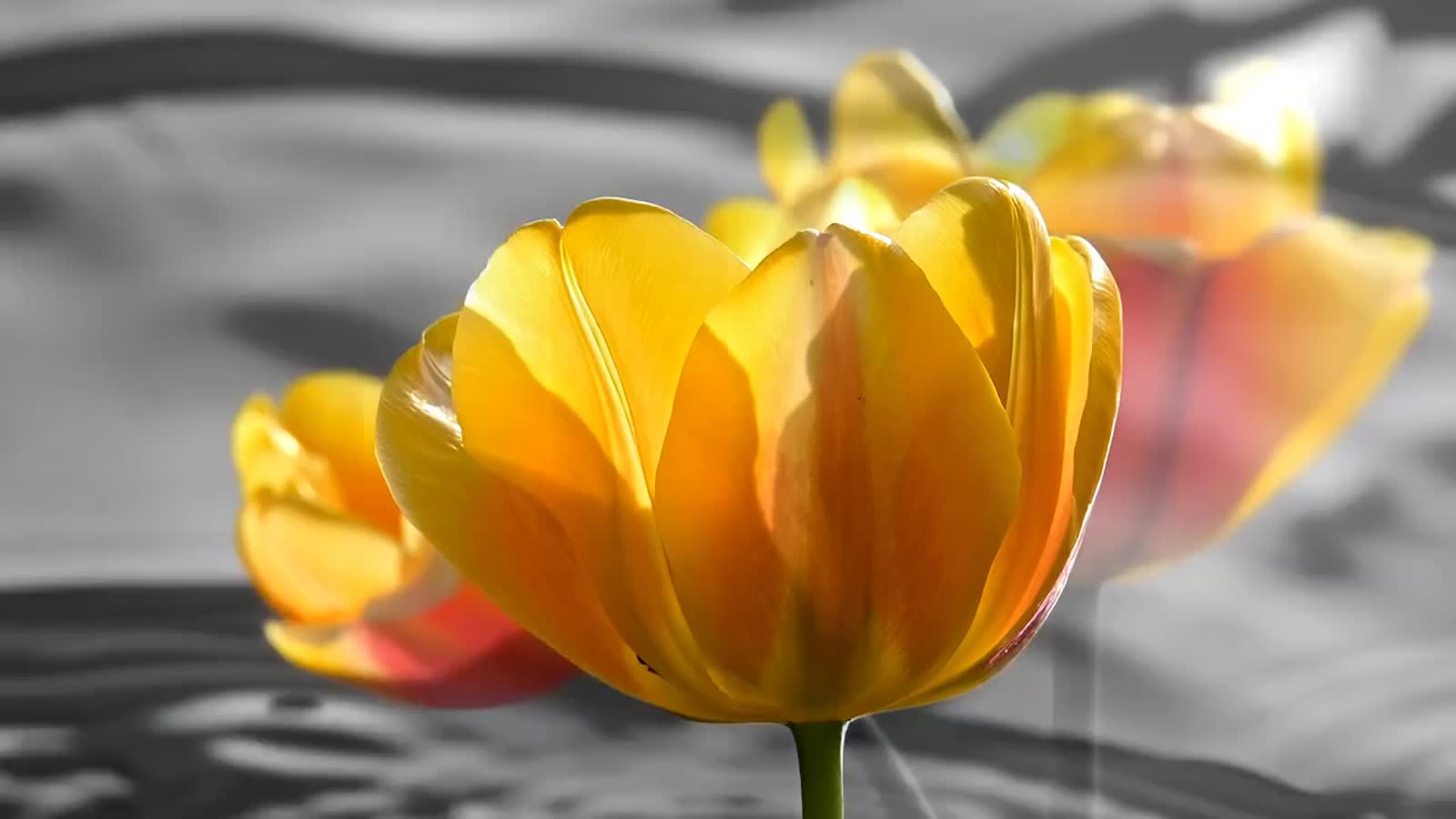 Black and white double exposure photograph with an image of a golden yellow tulips with hints of peach and blood red alo...