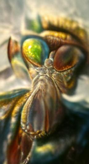 Insect god
