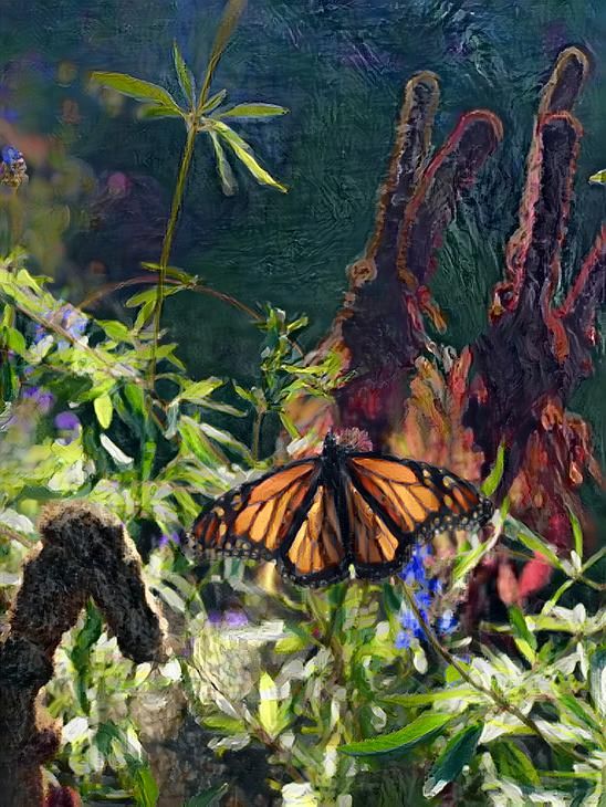 Butterfly in an upstate New York garden
