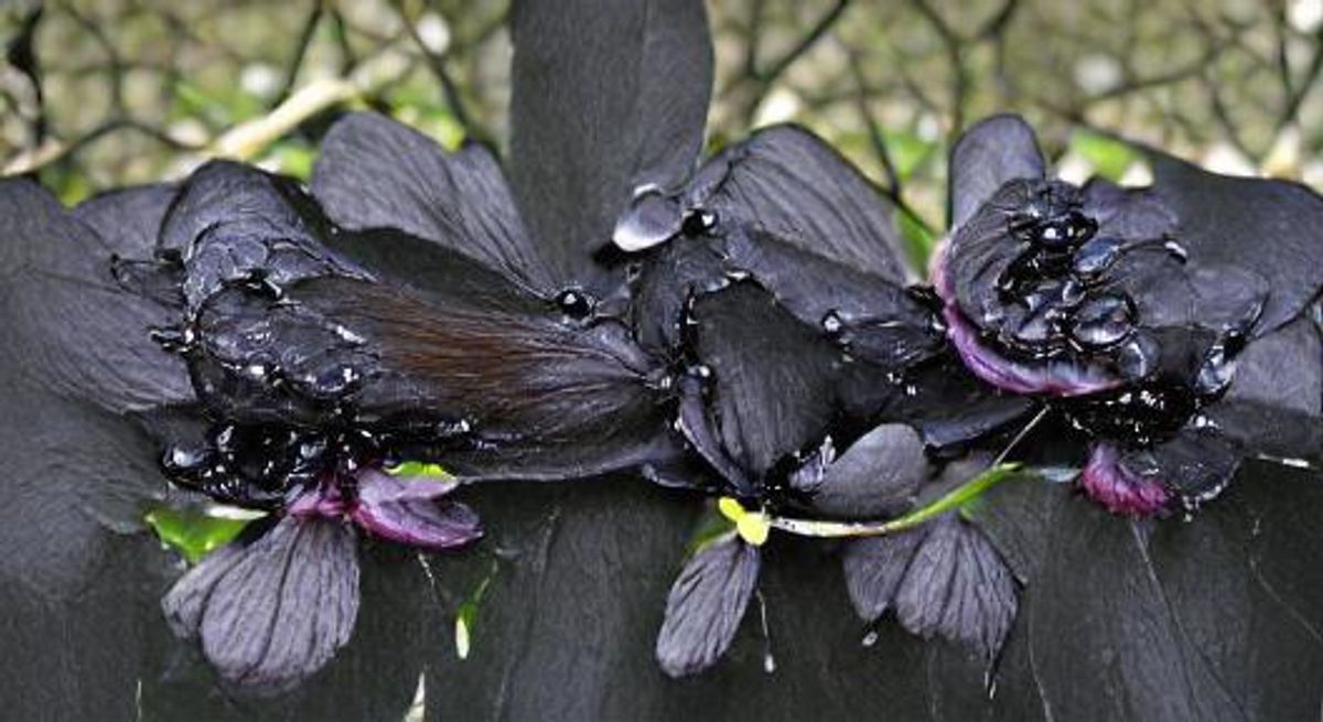 Petals on a wet, black bough AI Generated Artwork NightCafe Creator