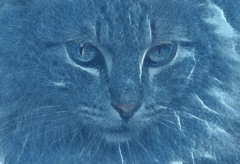 frozen cat