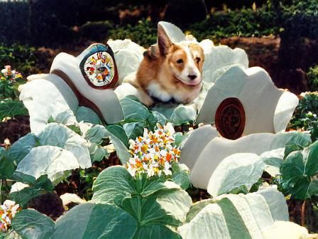 A tan and white corgi sitting in a flower garden