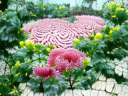 Pink chrysanthemum garden