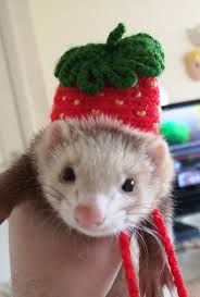 Ferrets in cute little hats