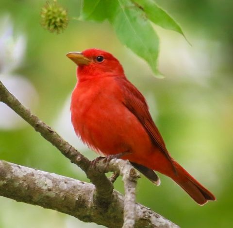 Summer Tanager