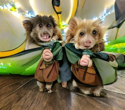 Two brave little hobbits