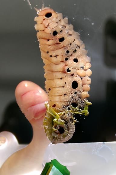 Larvae infestation