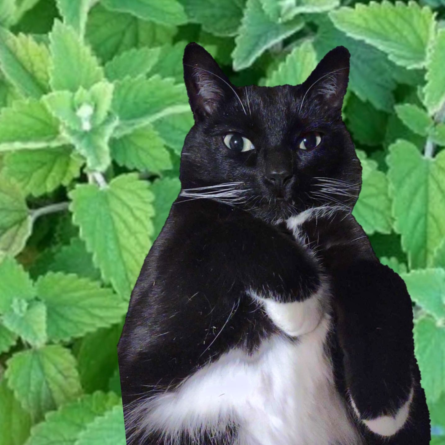 Maxwell Catnipping😻❤️⭐️⭐️⭐️