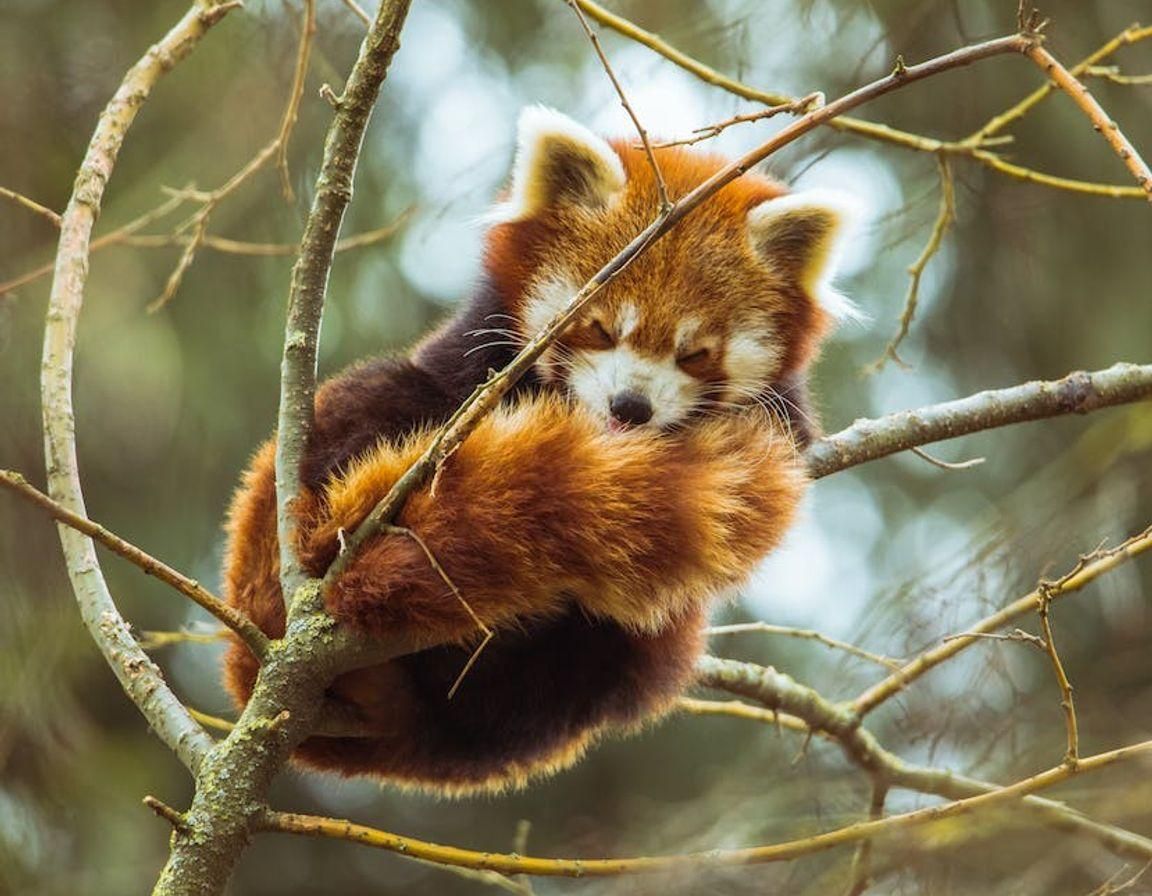 sleeping red panda