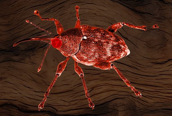 What a Weevil Can Look Like