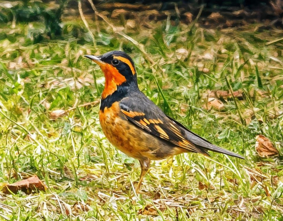 Varied Thrush (Ixoreus naevius)