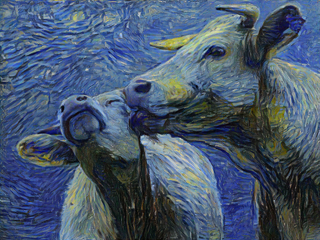 Kissing cows