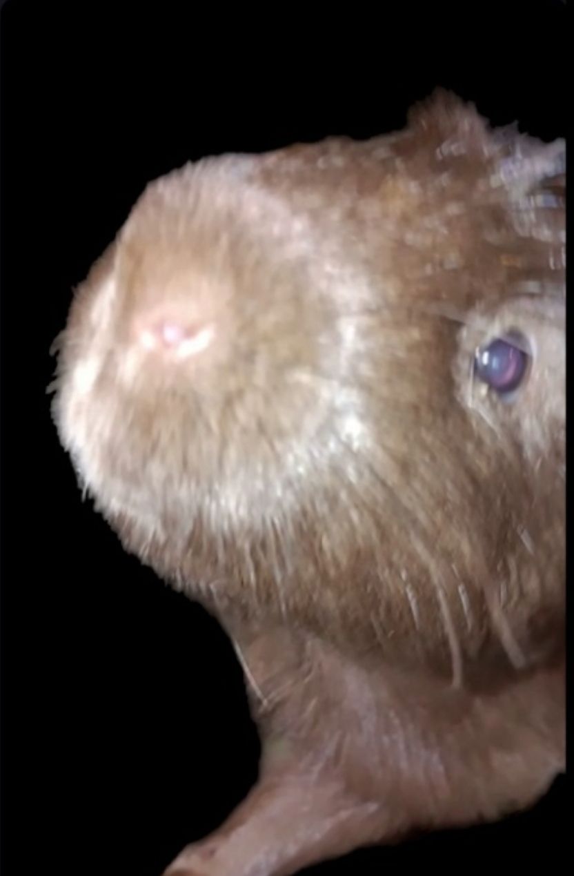 Hershey, The Great American Chocolate Boar