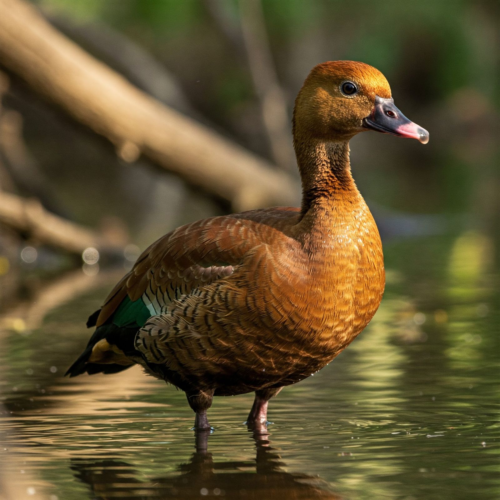 Fulvous whistling duck
