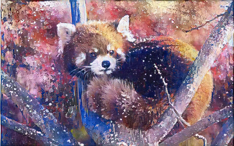 red panda