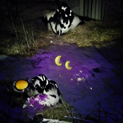 Insane clown posse eating eggs under the moonlight
