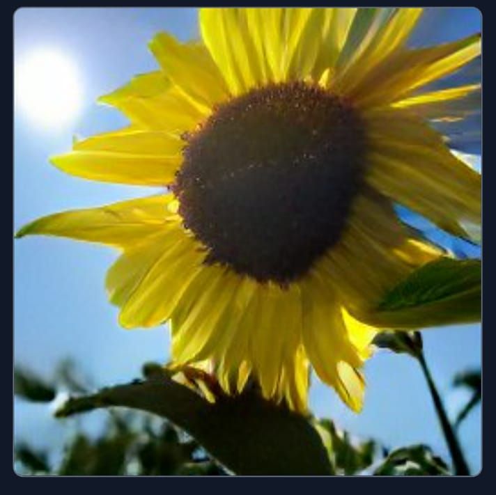 Sunflower