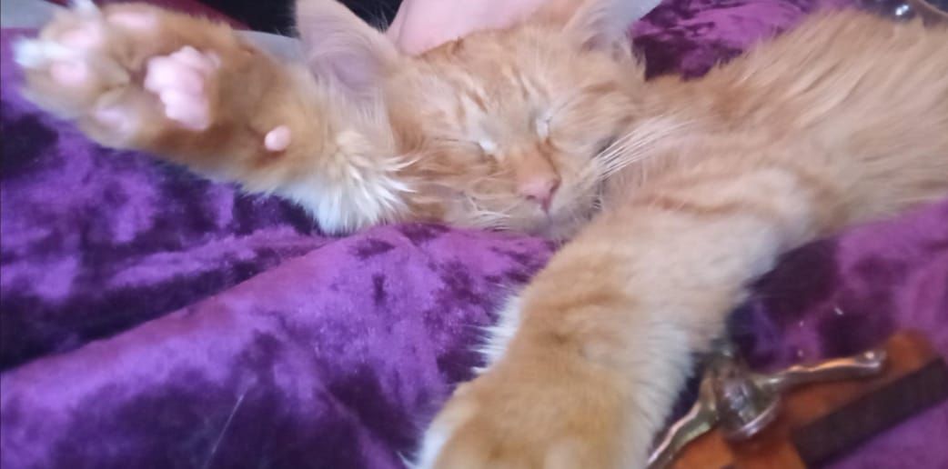 My new kitten ( MERLYN ) 2