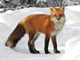fox