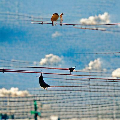 two birds on a wire one says “come on!” and the other says “...