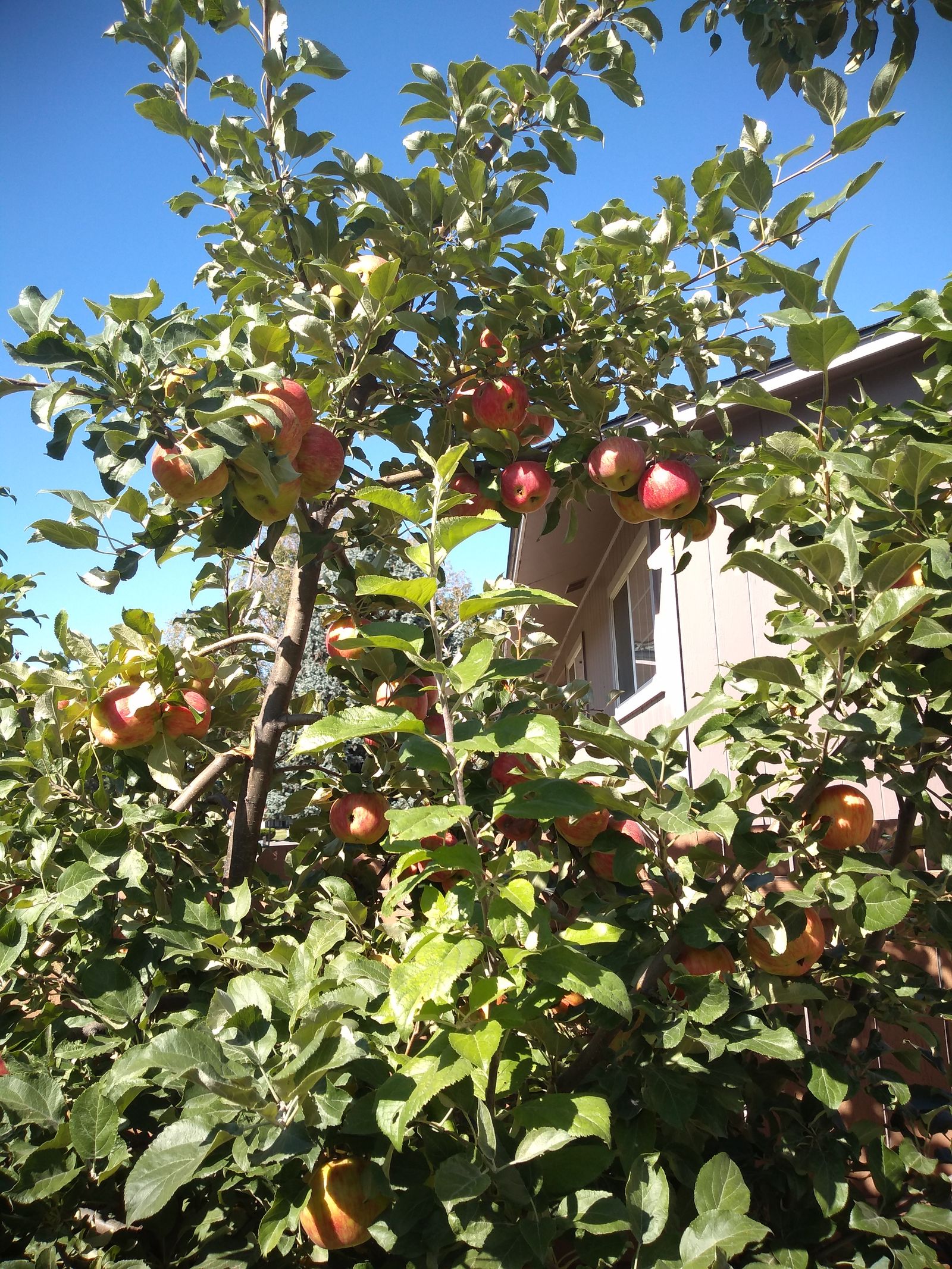 Apples Unknown