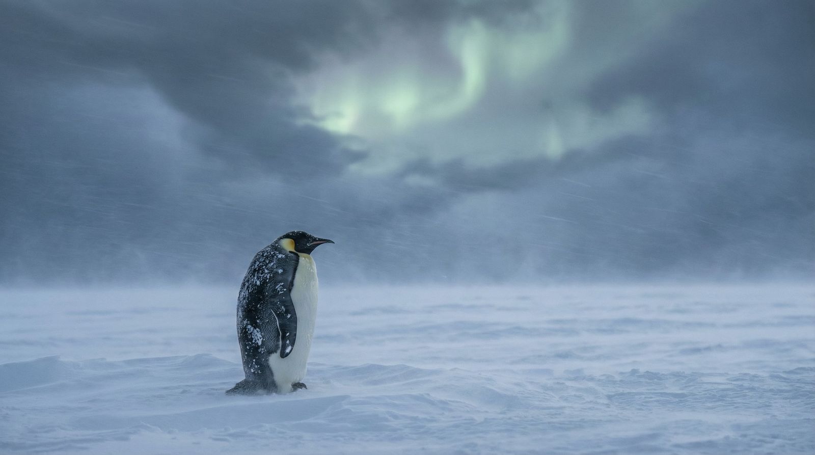 A single emperor penguin is standing alone in a huge area of ice and snow in Antarctica during a violent snowstorm.