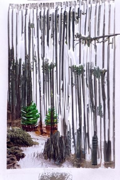 rain falling down on the mountainous pine forest