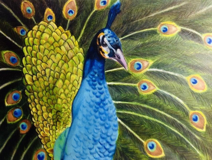 Peacock