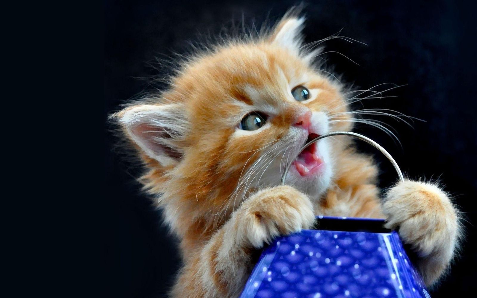 Cute ginger kitten