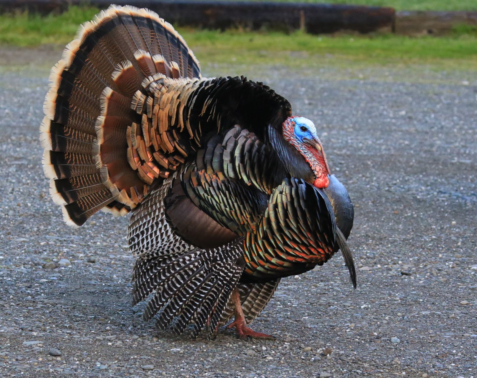 Thanksgiving greeting