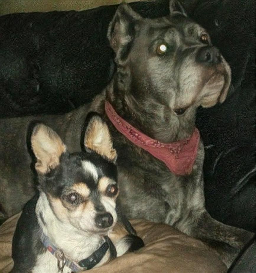 💓Lily & Bandito💓