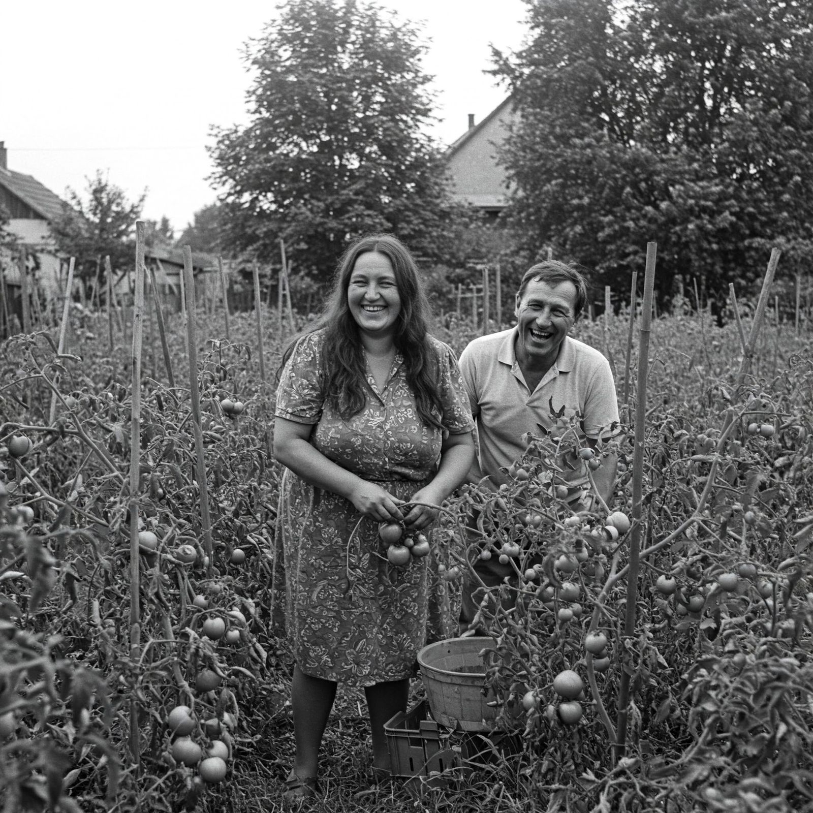 Sudety 1990 - outstanding tomato harvest