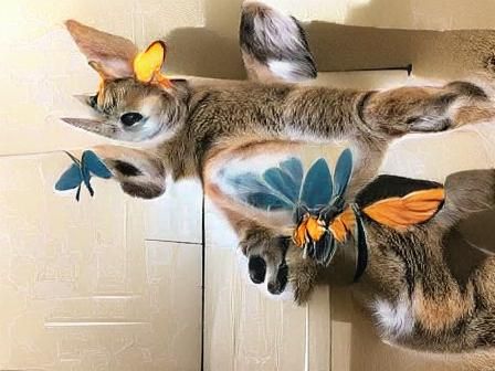 Butterfly cat