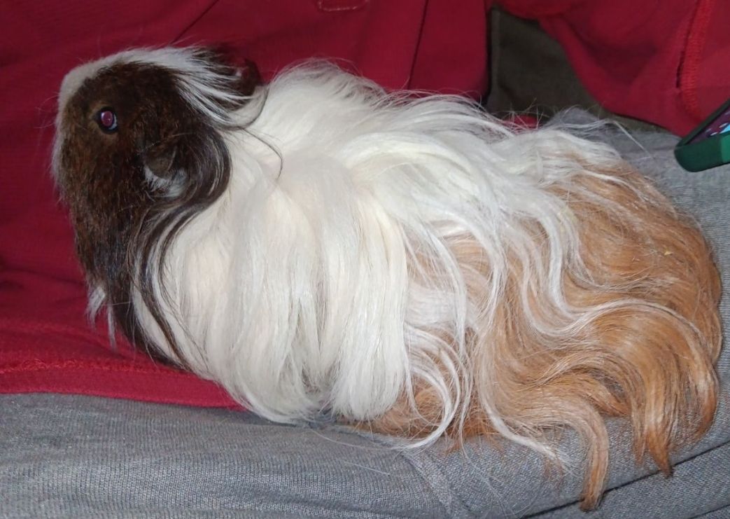 The real life version of Crashanova