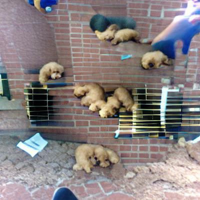 Puppies