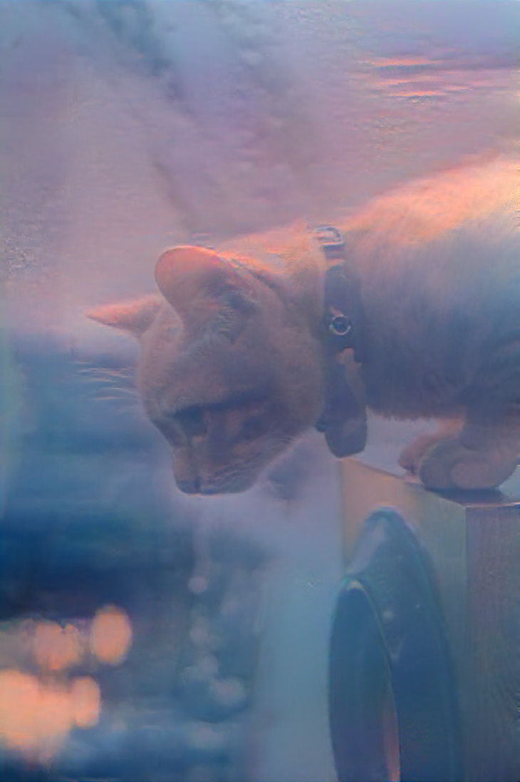 Outside the window, there's a cat.