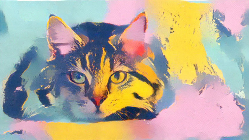 Colourful cat