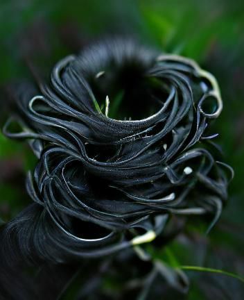 black nest