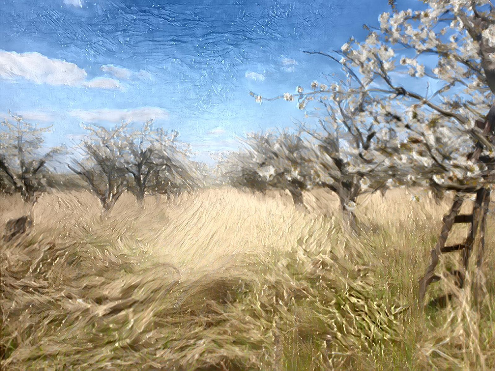 Orchard Meadow Near Werder
