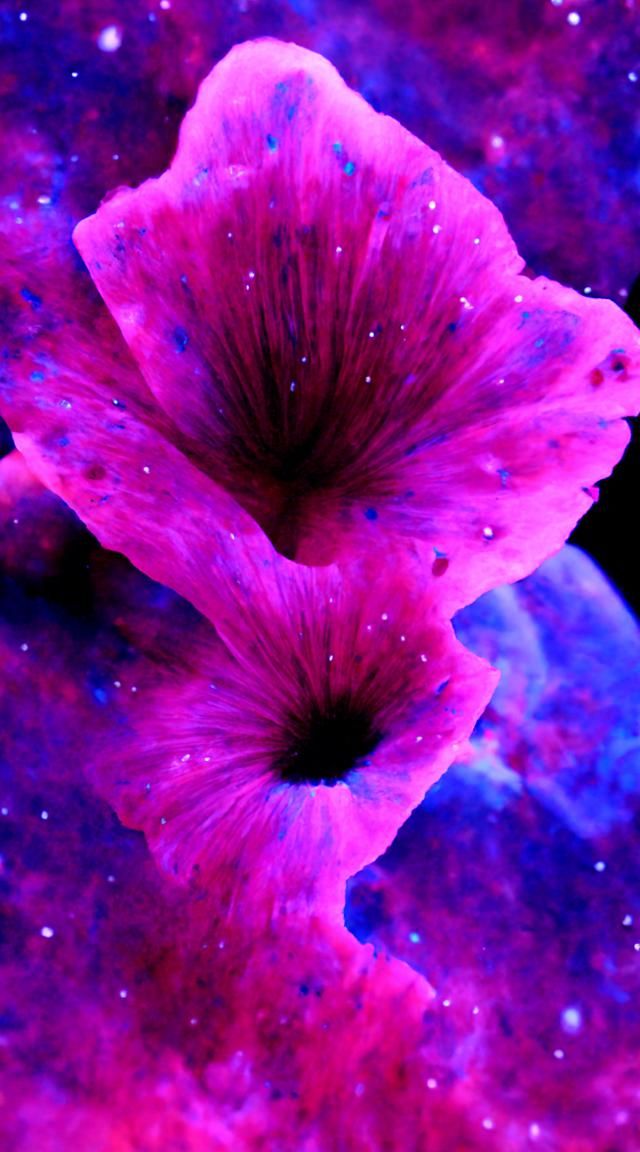 Flower’s Eternity