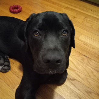 Crypto my wittle cute dog.