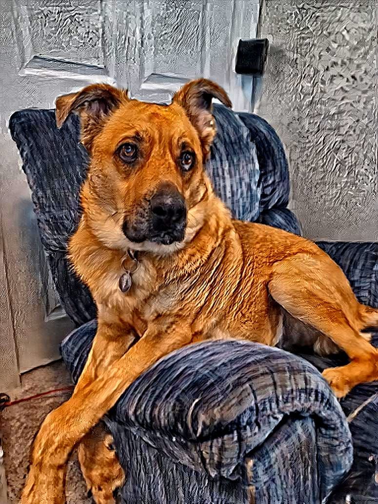 Pet Portrait - Scout