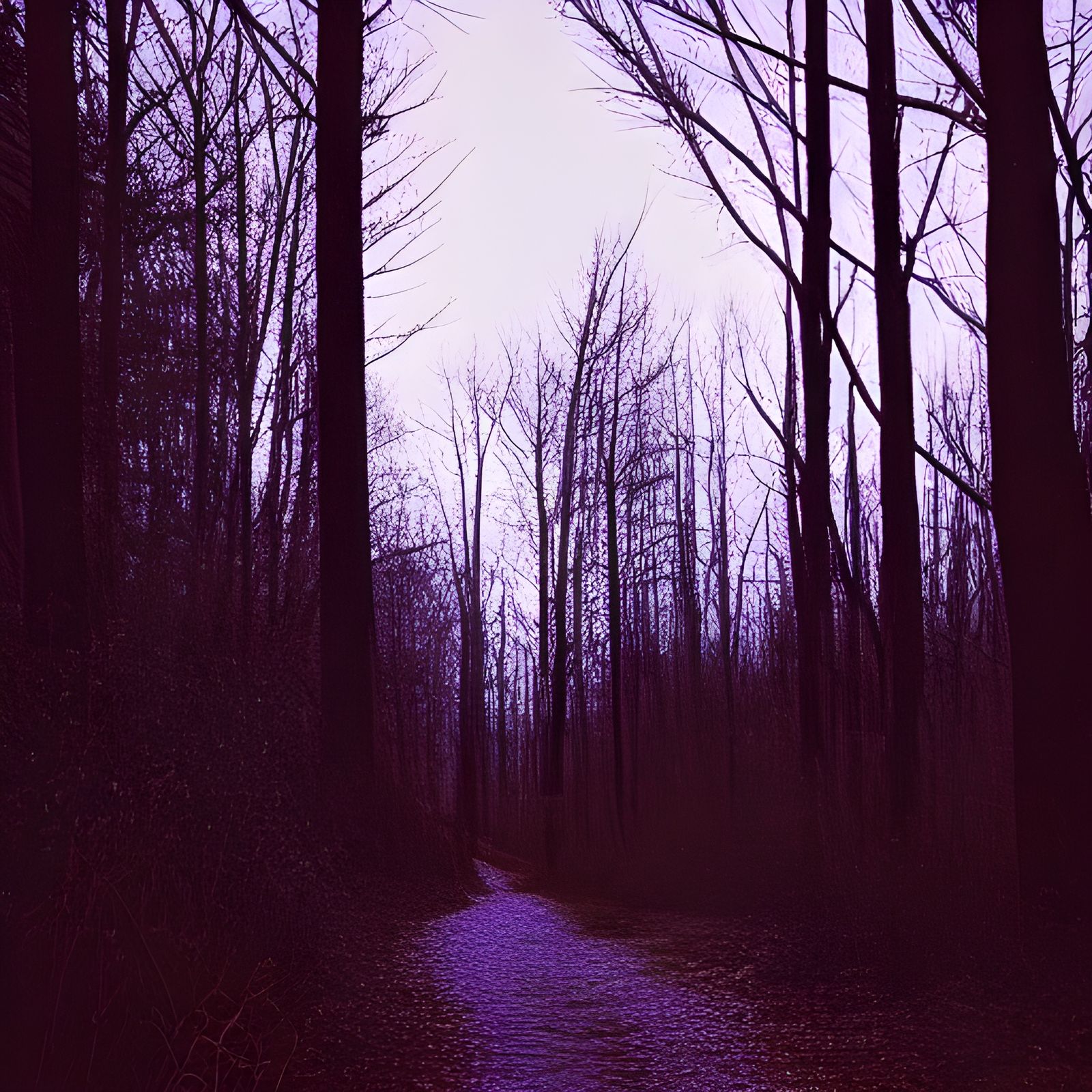 path in the forest by moonlight