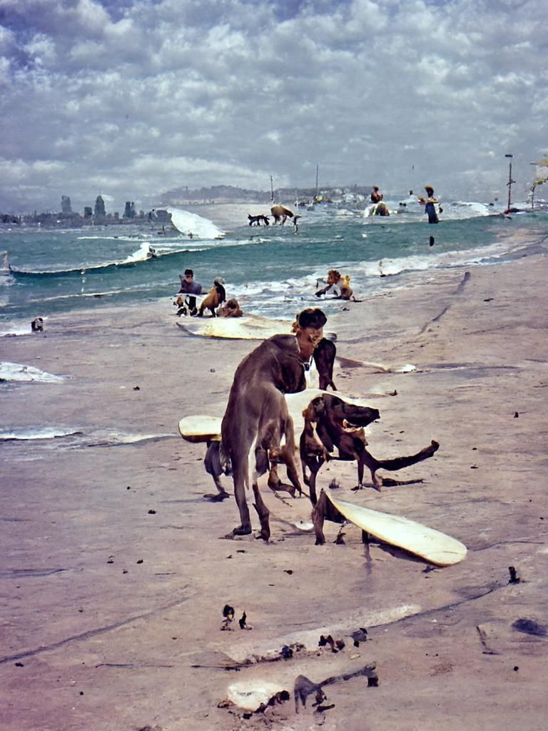 1950's Dogs and Surfers Beach