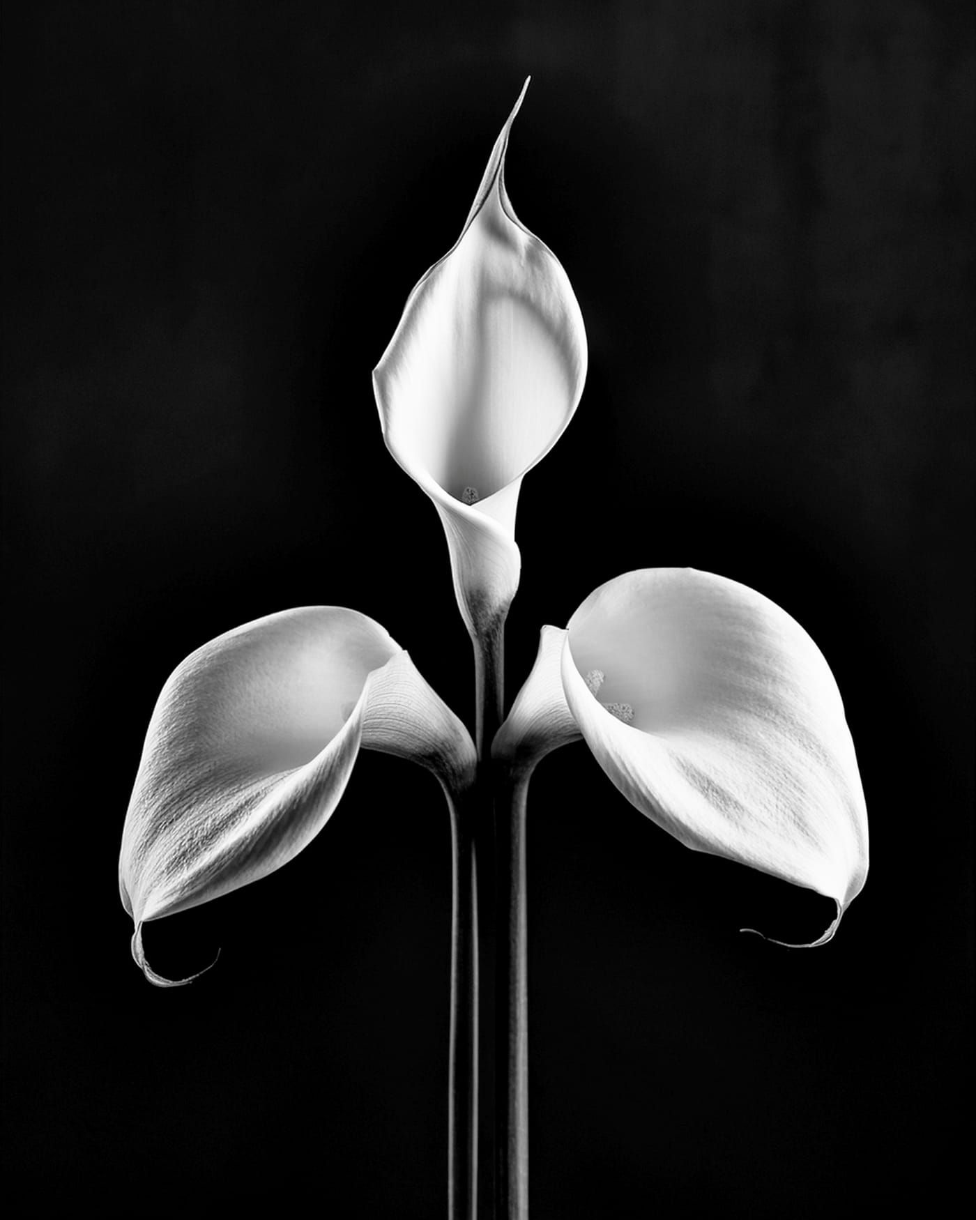 A black and white photograph