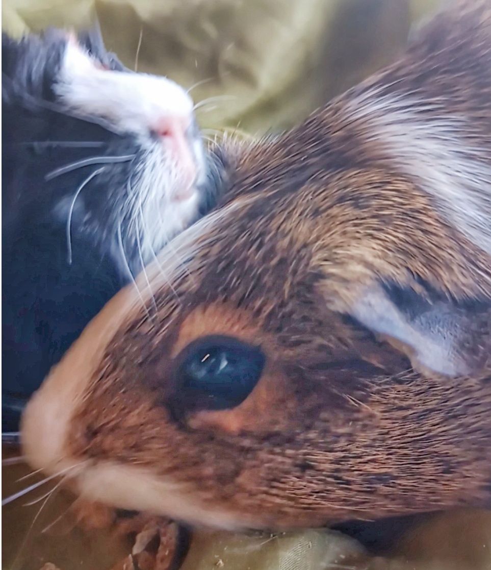 5 days old...baby and Momma Hazel